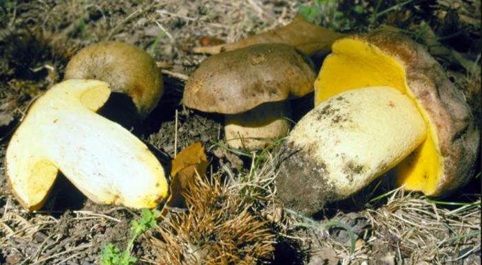 Нарязан полубял Семейство полубели манатарки