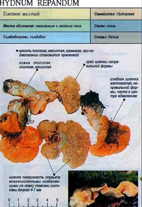 Описание на жълтата гъба таралеж