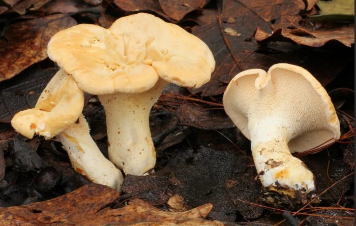 Как растат жълтите гъби таралеж?