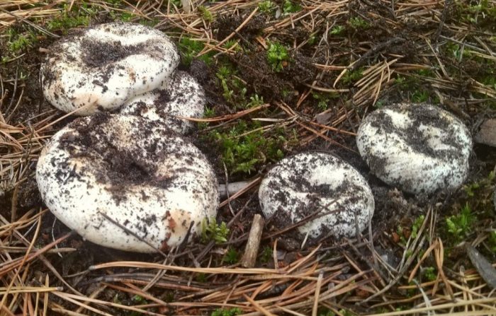 Млечни гъби