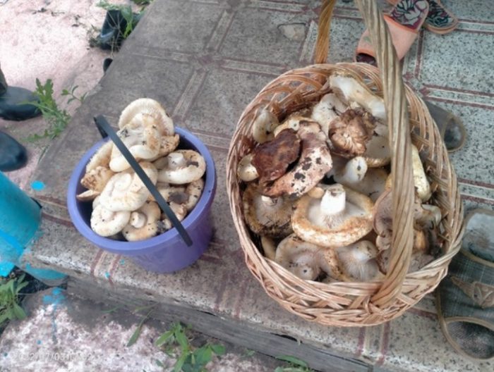 Бране на млечни гъби