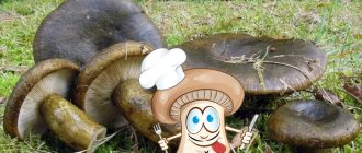 Черна млечна гъба в гората