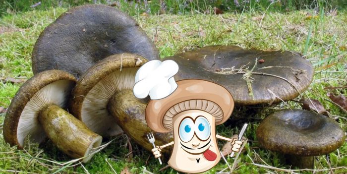 Черна млечна гъба в гората