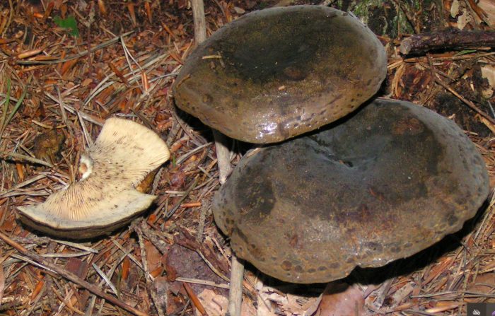 Черни млечни гъби в гората