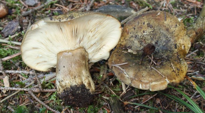 Шапката и стъблото на черната млечна гъба