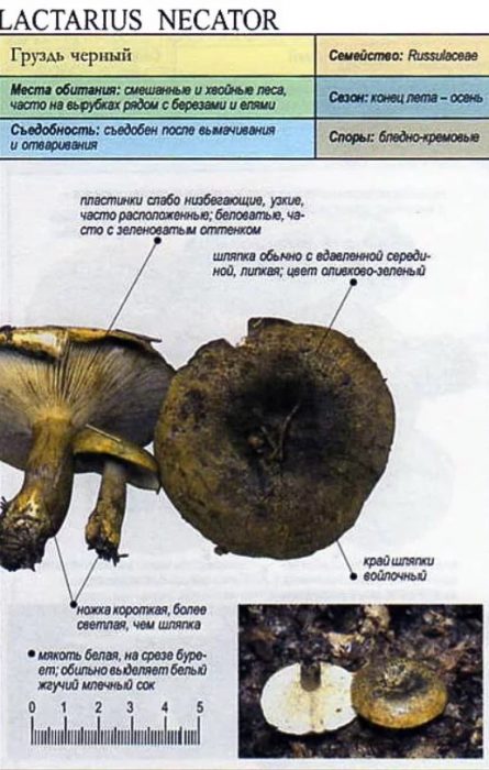 Описание на черната млечна гъба