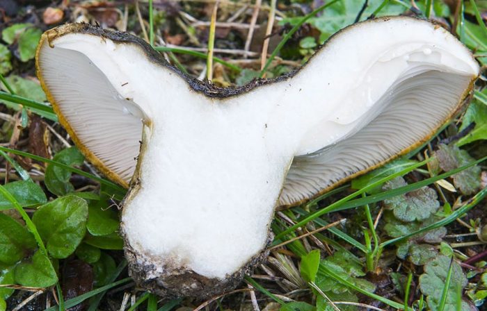 Пулпа от черни млечни гъби