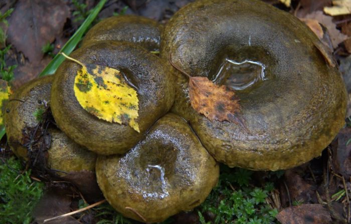 Черна млечна гъба в гората