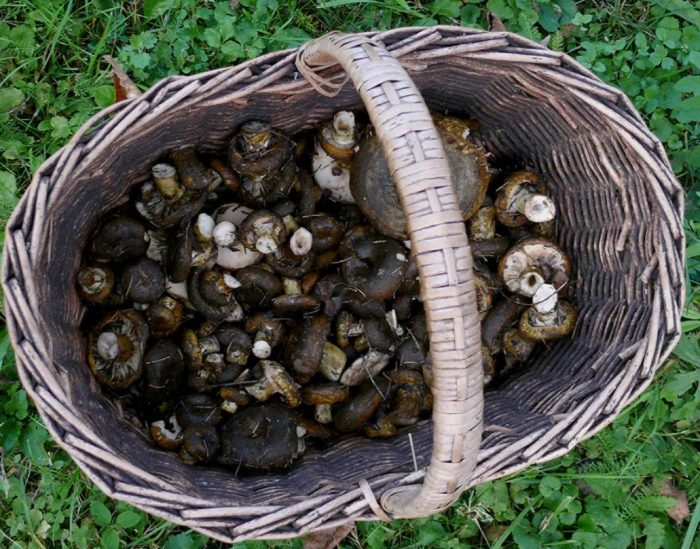 Кошница с черни млечни гъби