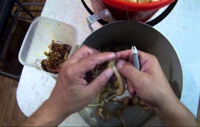 Почистване на млечни гъби