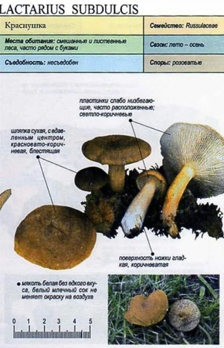 Описание на сладката млечна гъба