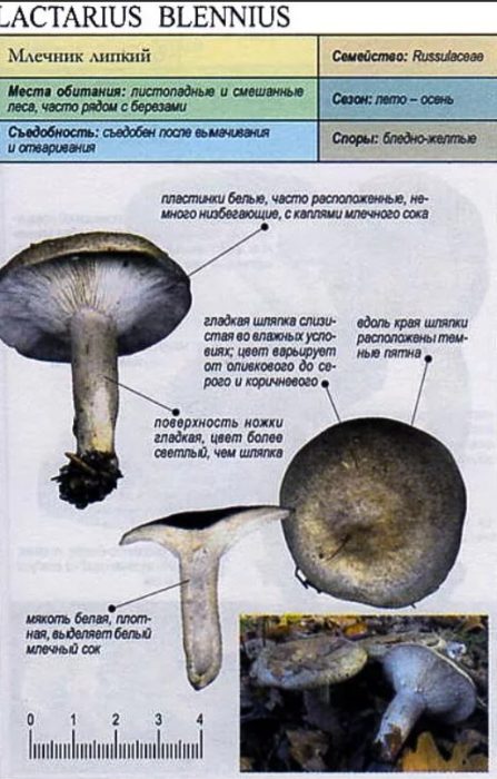 Описание на лепкавата млечка