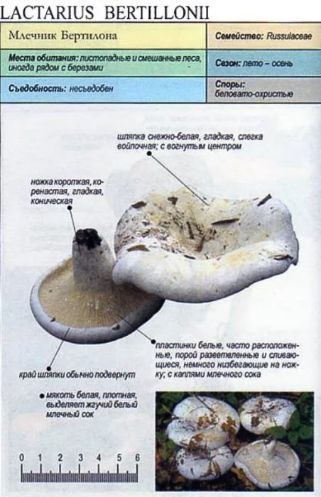 Млечният път на Бертийън