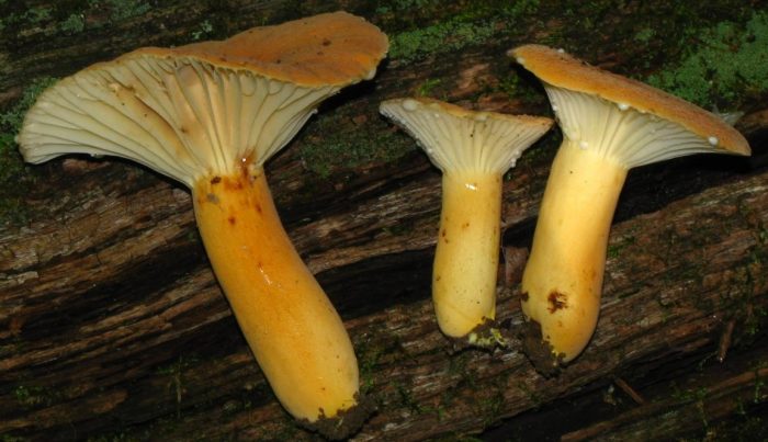 Млечник Хигрофороиди