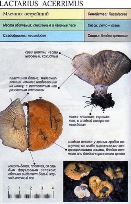 Описание на най-острата млечна гъба