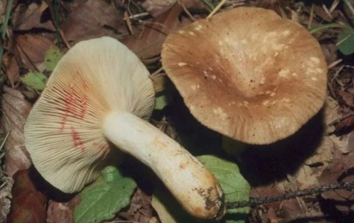 Млечните водорасли са каустични