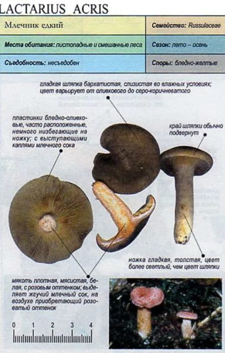 Описание на каустичната млечок