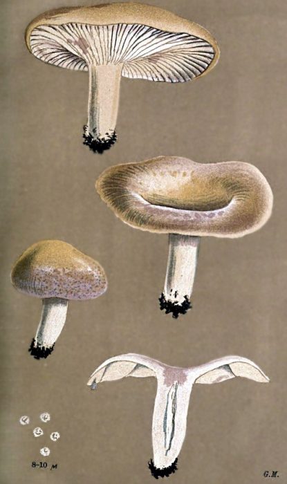 Млечна щитовидна жлеза