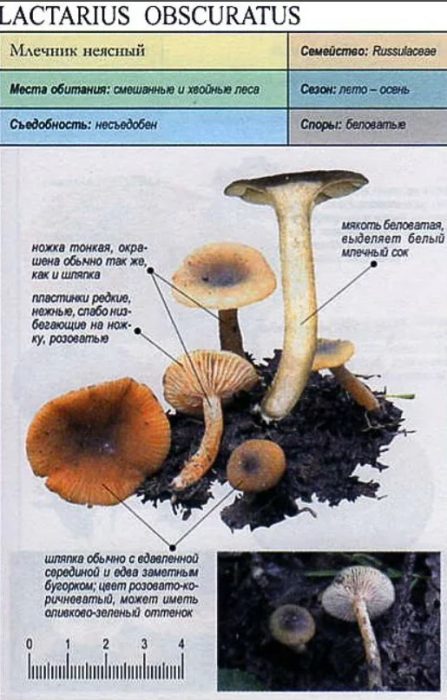 Описание на тъмната млечка