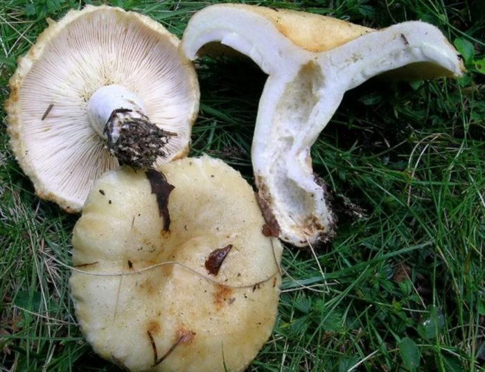 Бяла млечна гъба в разрез