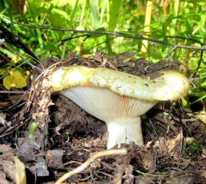 Истинска млечна гъба