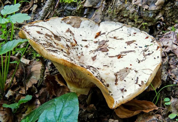 Стара млечна гъба от трепетлика