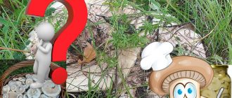 Ядлива ли е гъбите от трепетлика или не?