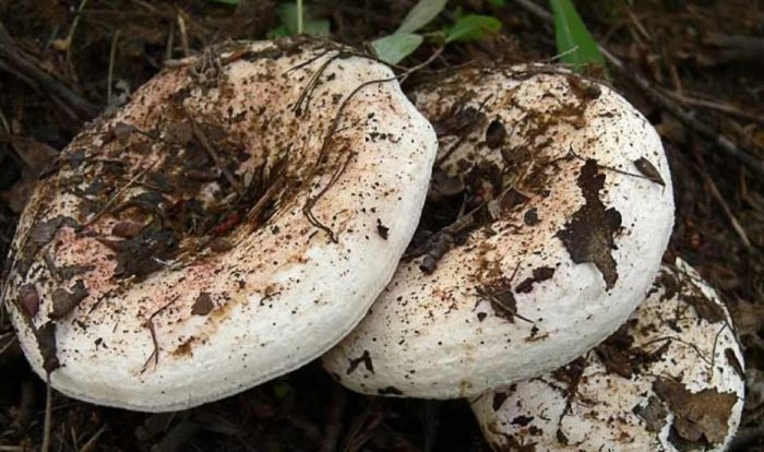 Капачки за мляко от трепетлика