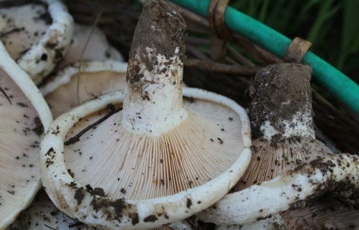 Стъблата на млечната шапка на трепетлика