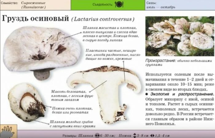 Описание на млечната гъба от трепетлика