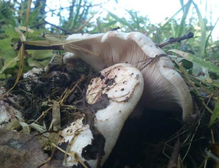 Аспенска млечна гъба в гората