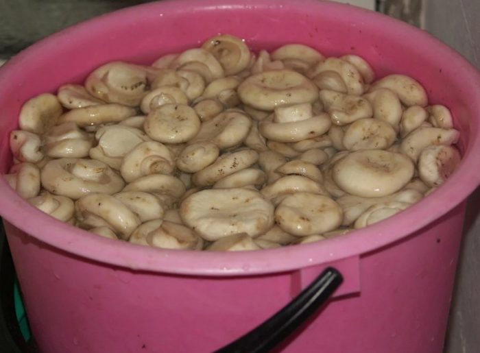 Накисване на млечни гъби