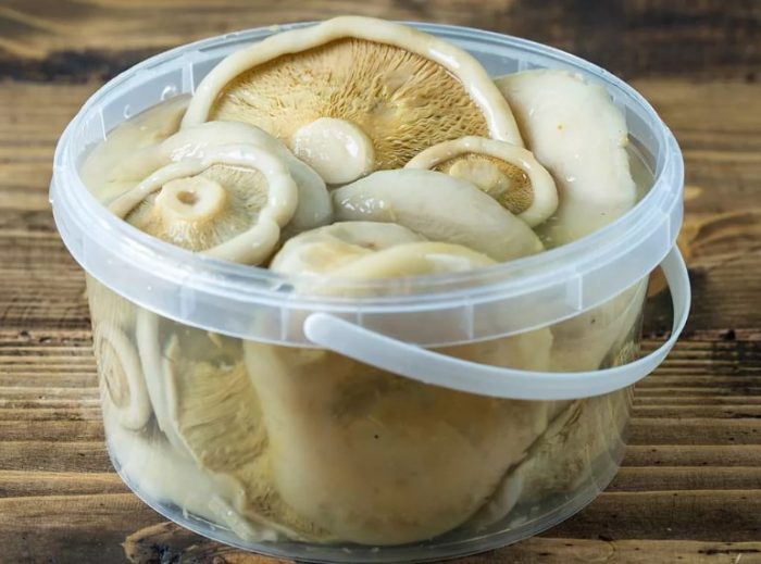 Млечни гъби в пластмасова кутия