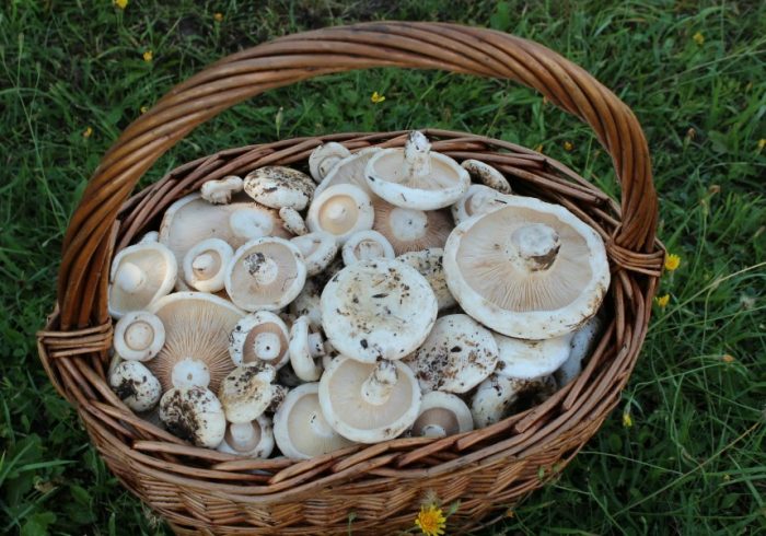 Събиране на гъби от трепетлика