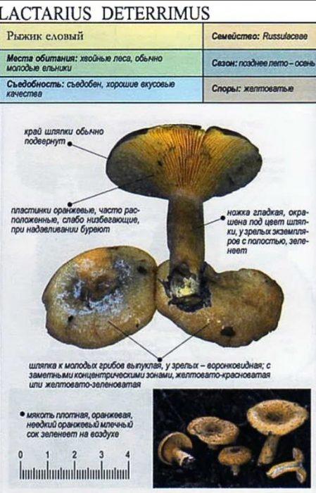 Описание на смърчовата шафранова млечна шапка