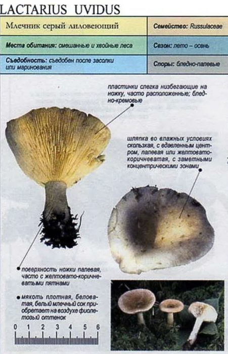 Млечкап сив люляк