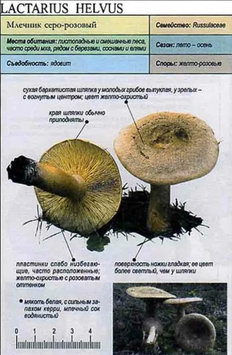 Сиво-розова млечна гъба