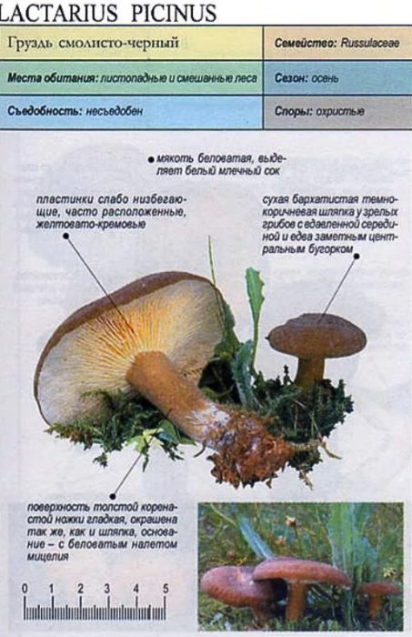 Черно-смолиста млечна шапка