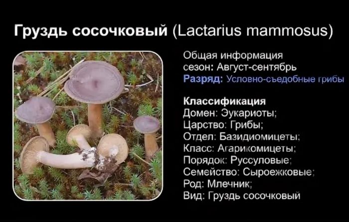 Описание на капачката за мляко