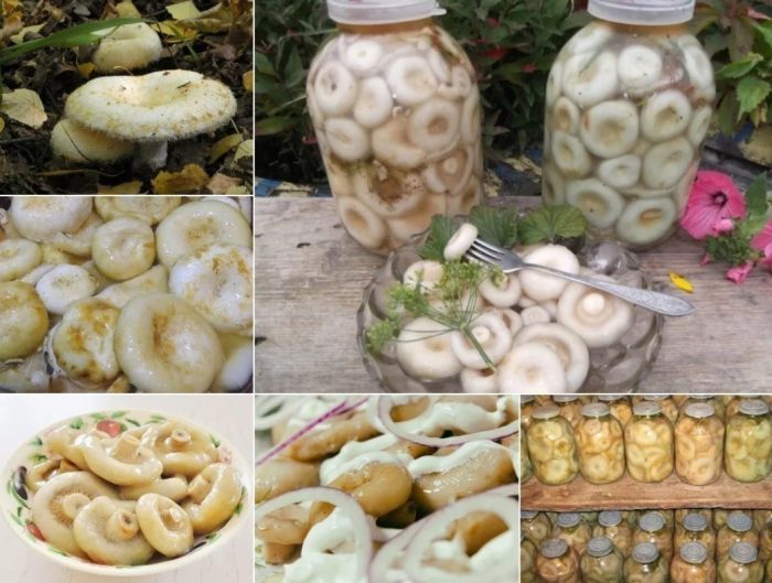 Методи за готвене на млечни гъби