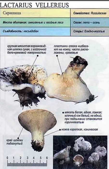 Описание на цигулка