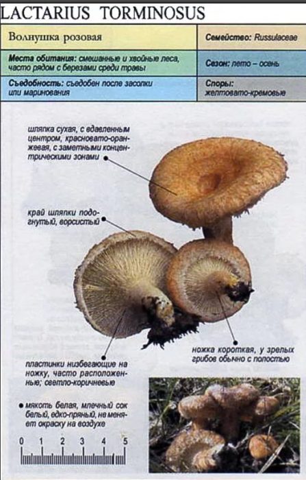 Описание на розовата вълничка