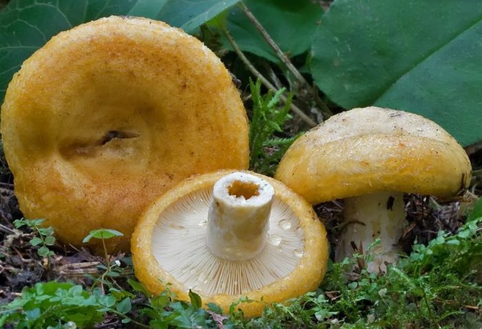 Млечни гъби с жълти шапки и стъбла