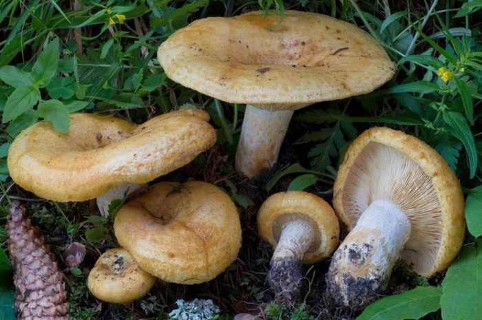 Семейство жълти млечни гъби