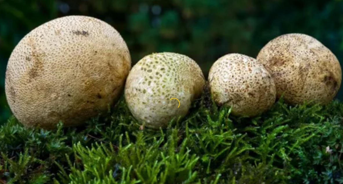 Гъби пуфбол