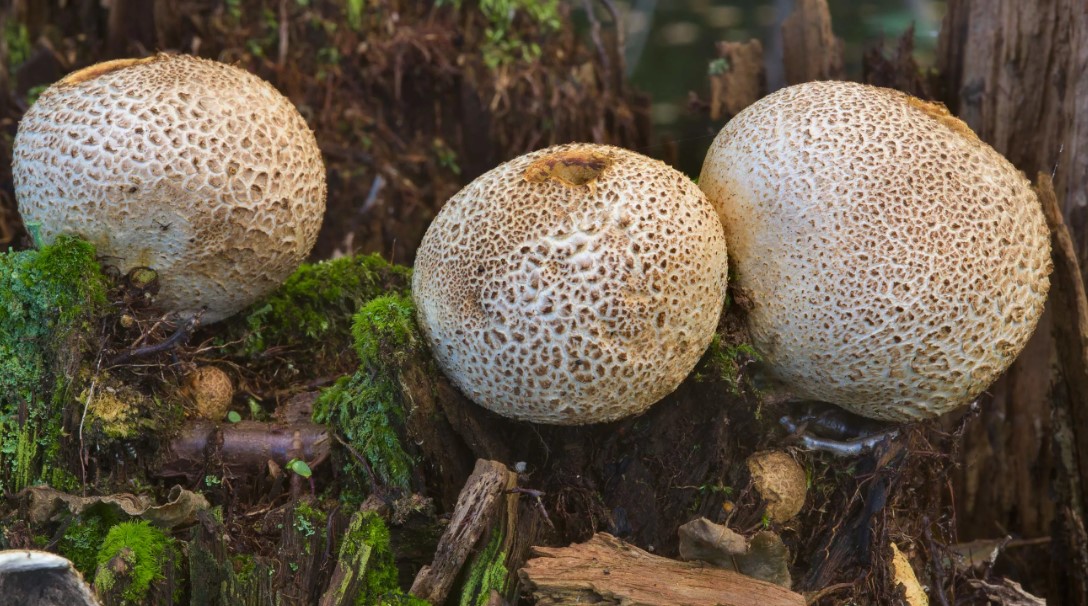 Склеродермни гъбички