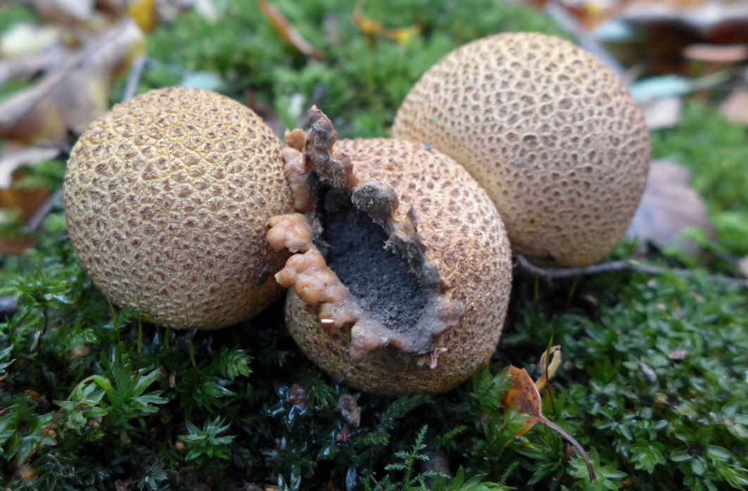 Вътрешността на фалшива топка