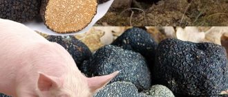 Как да намерим черни трюфели