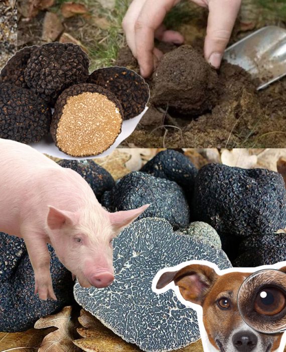 Как да намерим черни трюфели