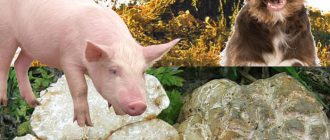 Търсене на бели трюфели